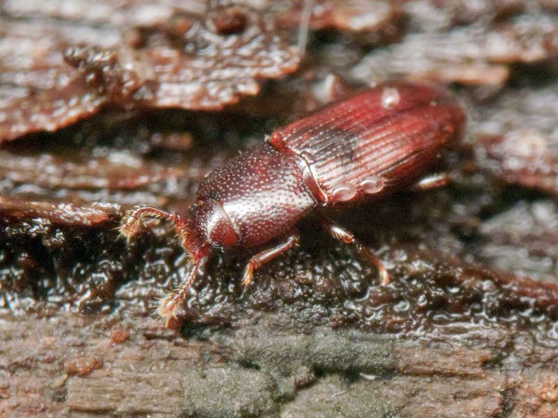 Cerylon ferrugineum Stephens, 1830